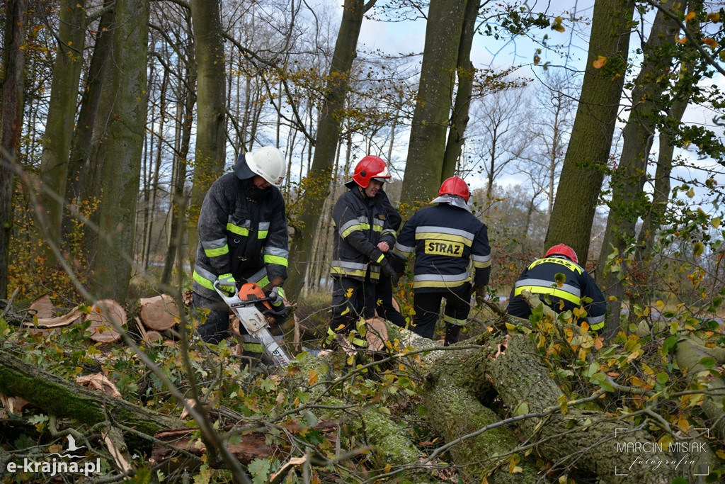 Powiat sępoleński: Drzewo spadło na samochód