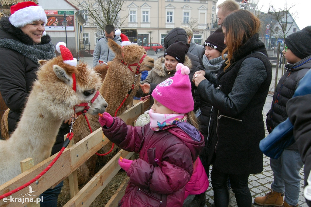 Kolędowanie przy więcborskiej żywej szopce