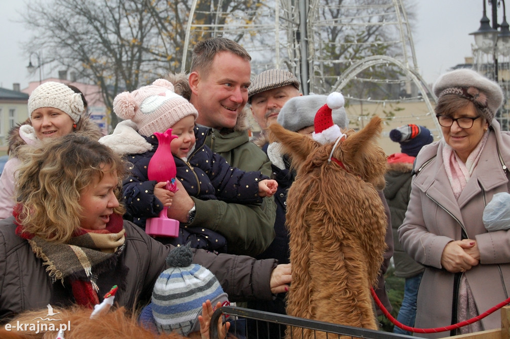 Kolędowanie przy więcborskiej żywej szopce