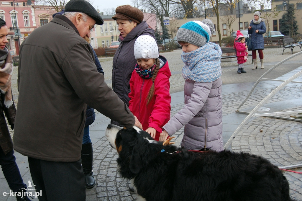 Kolędowanie przy więcborskiej żywej szopce