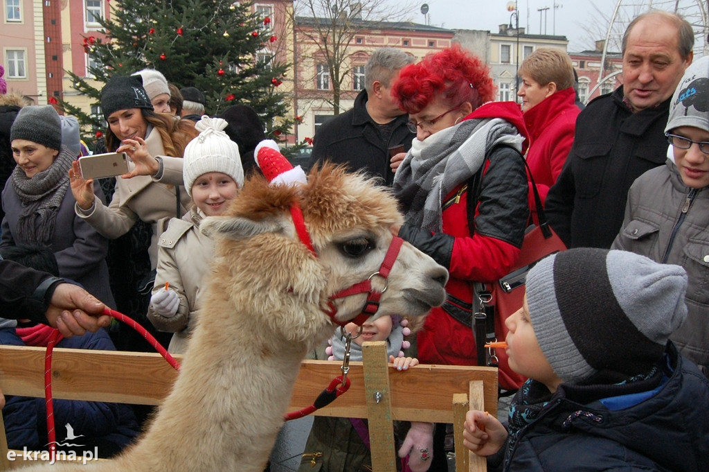 Kolędowanie przy więcborskiej żywej szopce