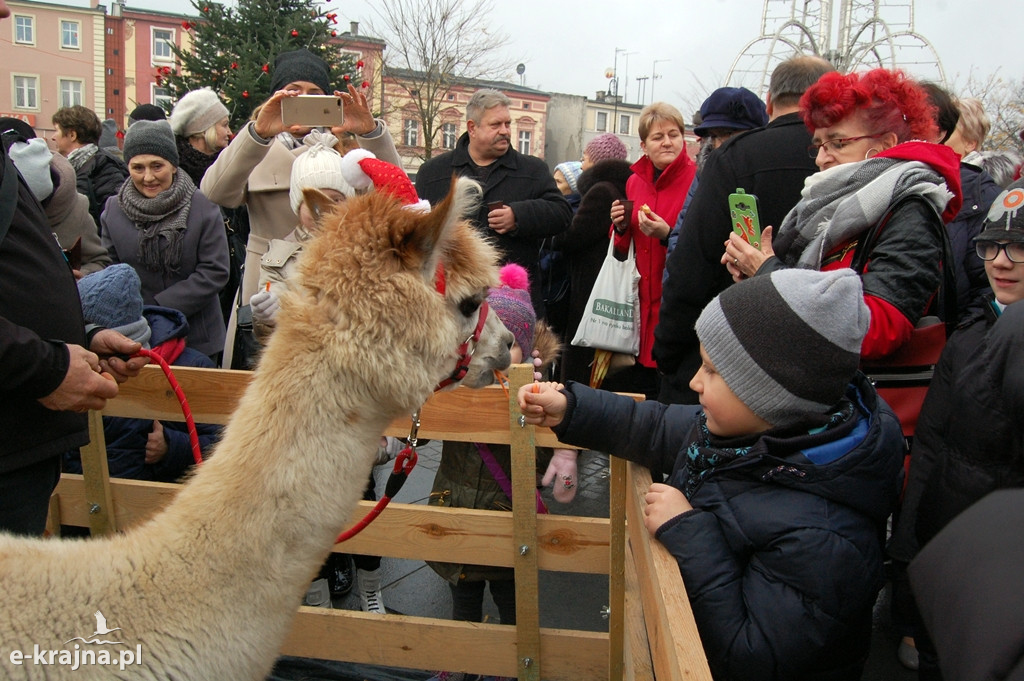 Kolędowanie przy więcborskiej żywej szopce