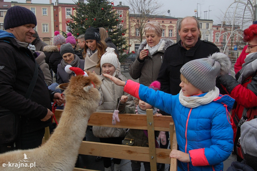Kolędowanie przy więcborskiej żywej szopce