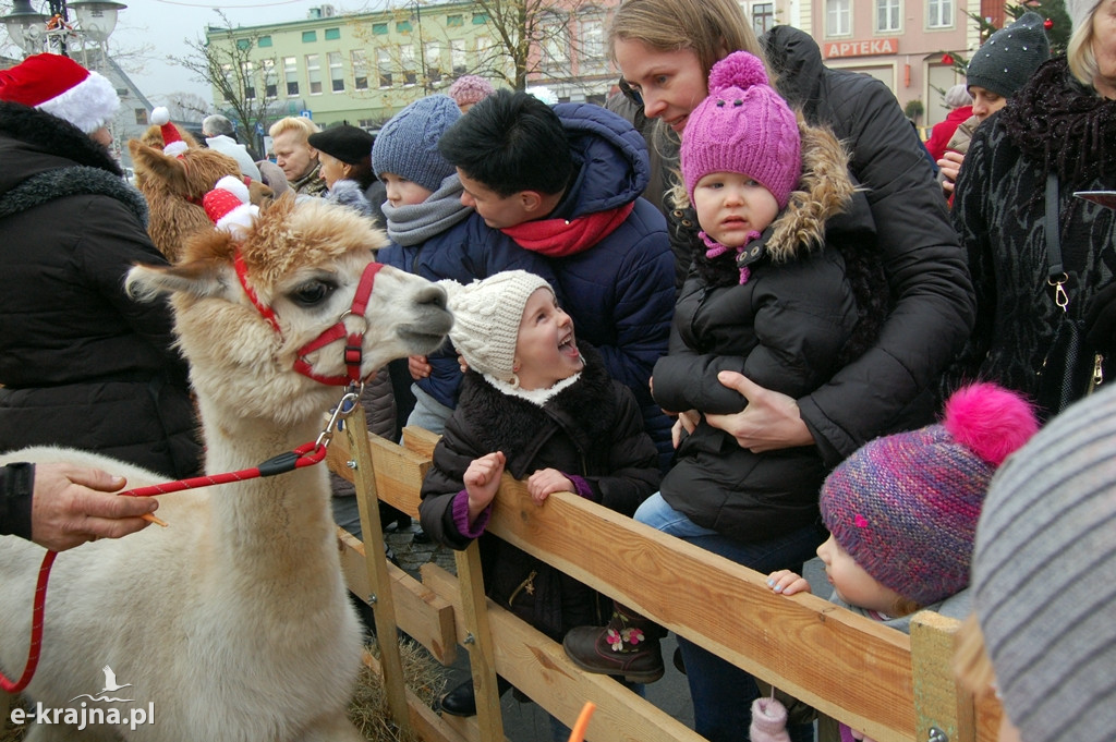 Kolędowanie przy więcborskiej żywej szopce