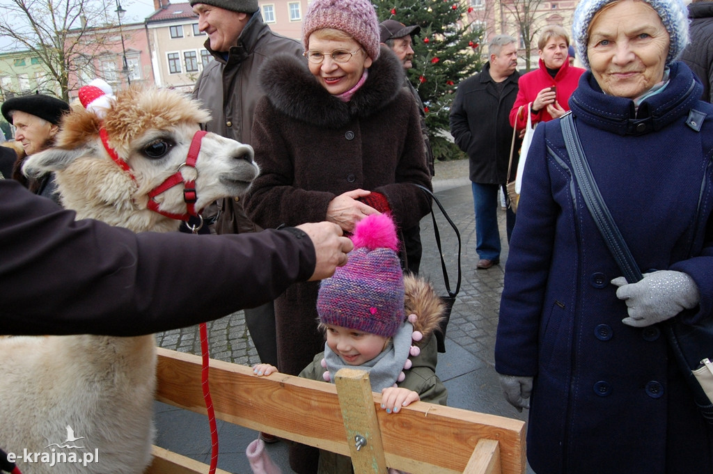 Kolędowanie przy więcborskiej żywej szopce