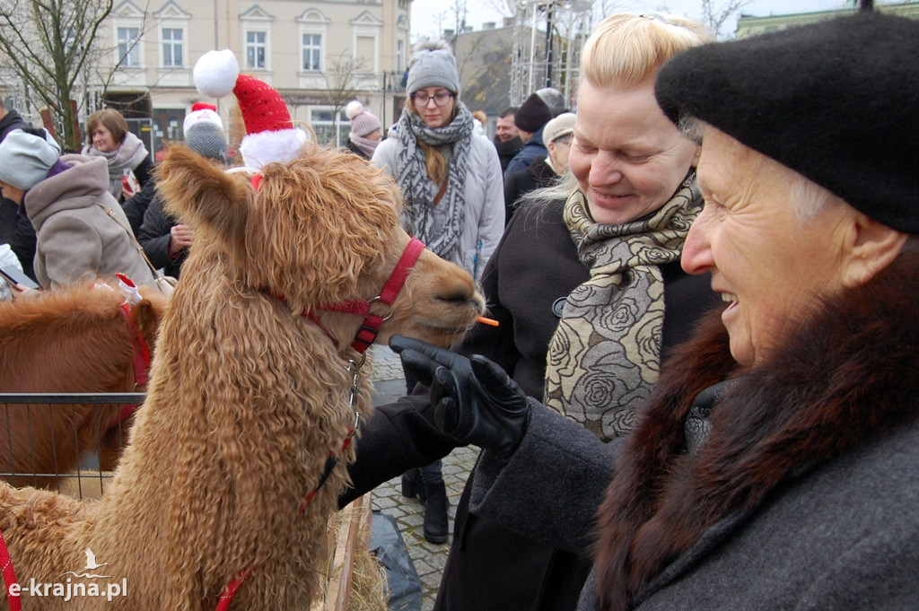 Kolędowanie przy więcborskiej żywej szopce