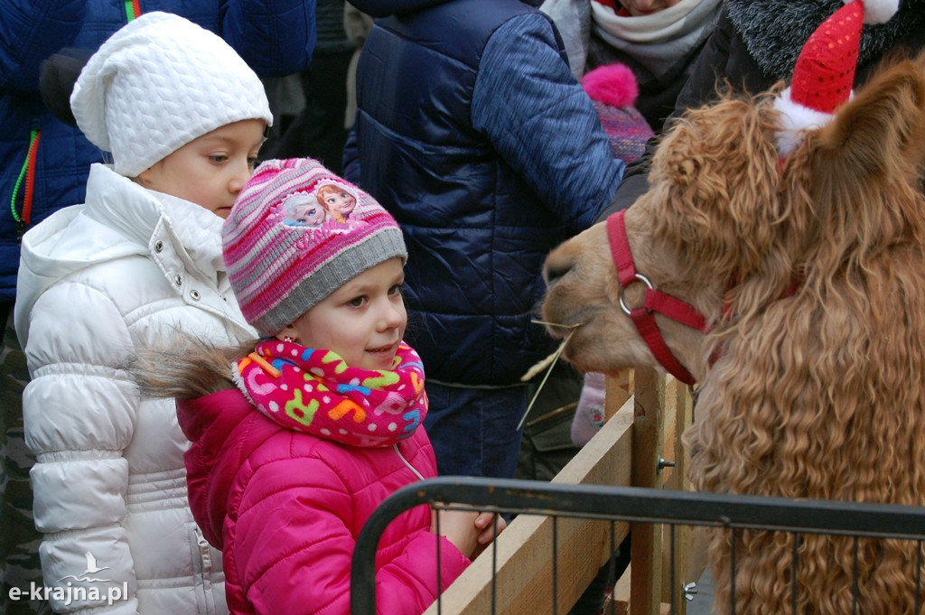 Kolędowanie przy więcborskiej żywej szopce