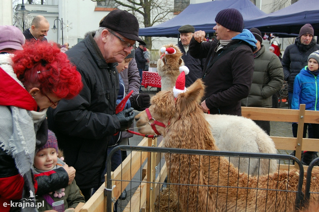 Kolędowanie przy więcborskiej żywej szopce