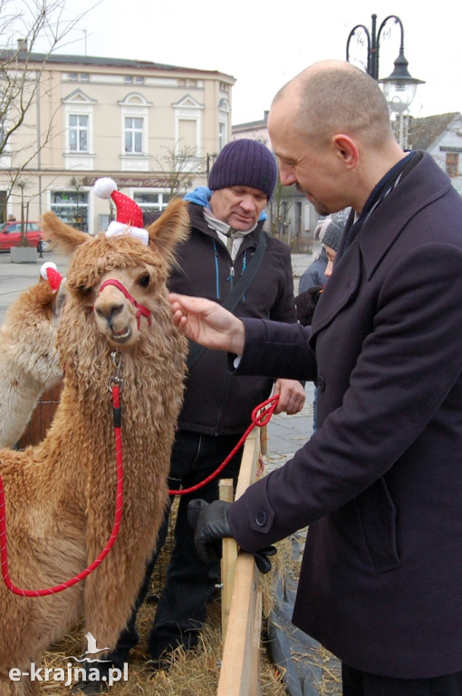 Kolędowanie przy więcborskiej żywej szopce