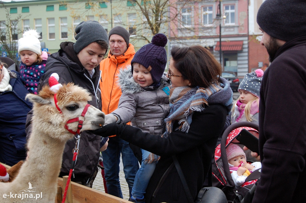 Kolędowanie przy więcborskiej żywej szopce
