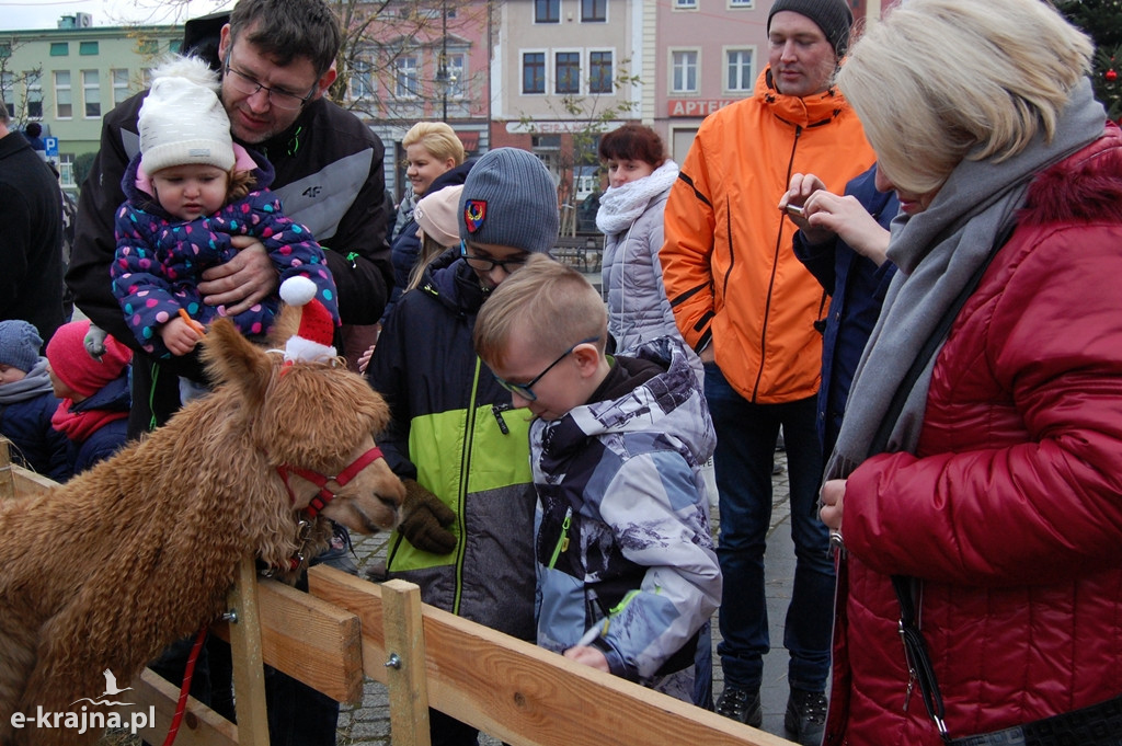 Kolędowanie przy więcborskiej żywej szopce