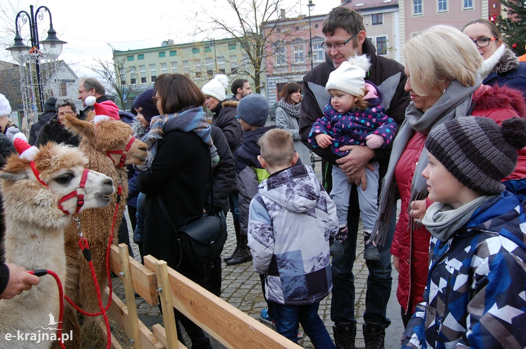 Kolędowanie przy więcborskiej żywej szopce