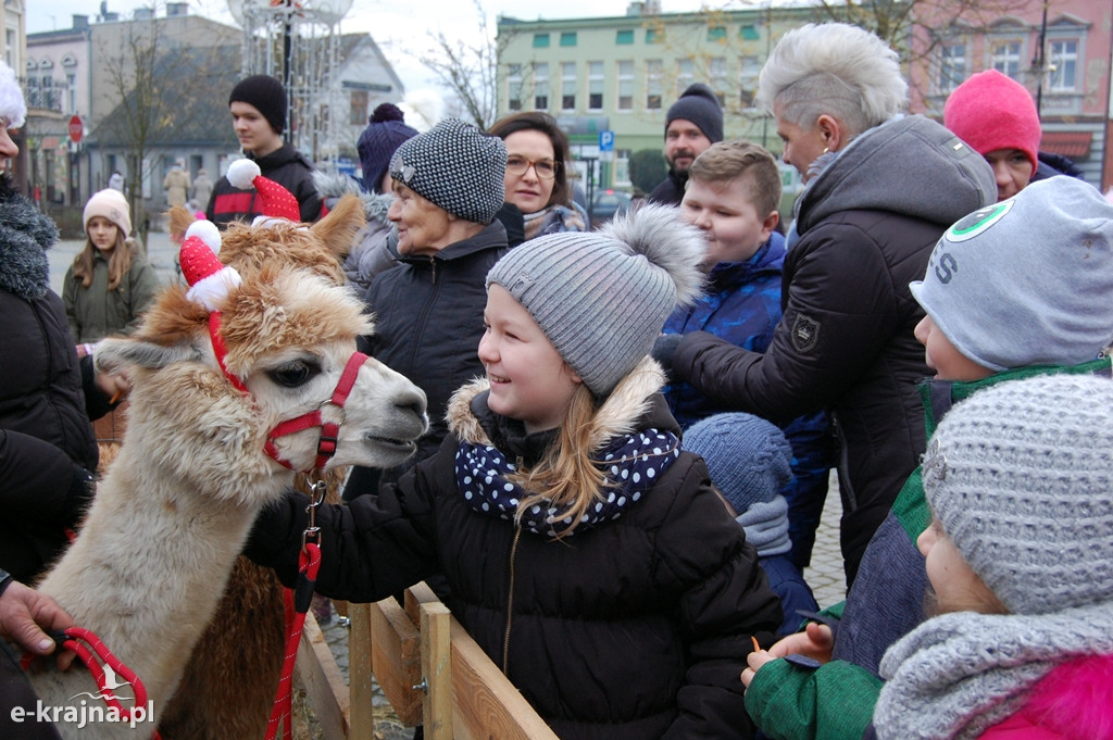 Kolędowanie przy więcborskiej żywej szopce
