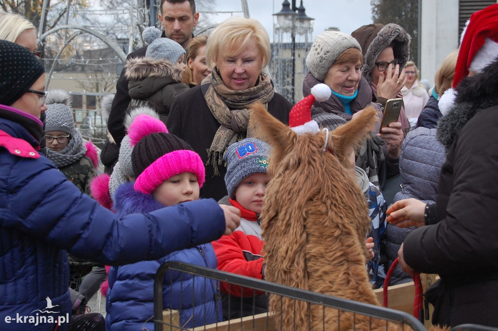 Kolędowanie przy więcborskiej żywej szopce