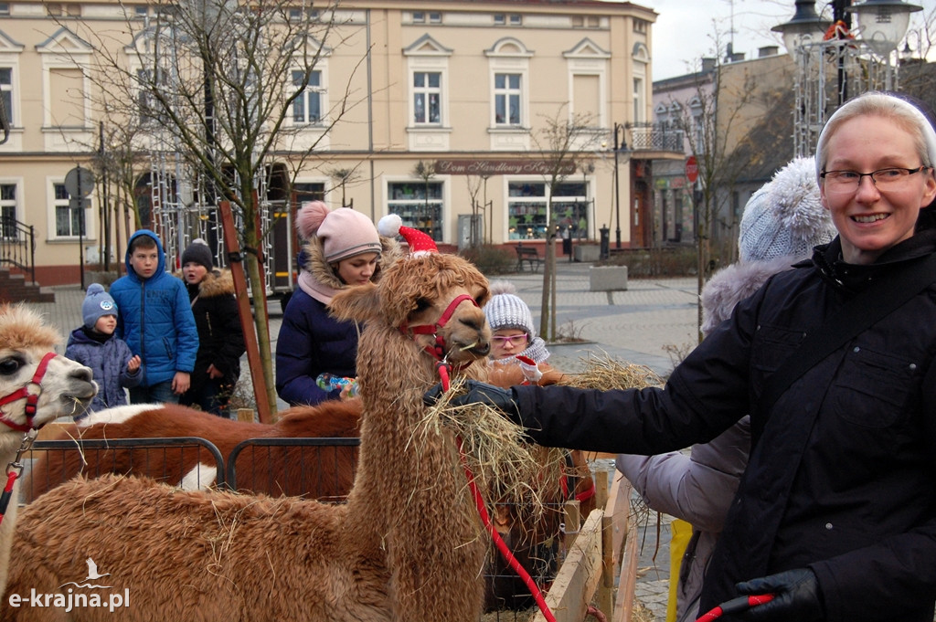 Kolędowanie przy więcborskiej żywej szopce