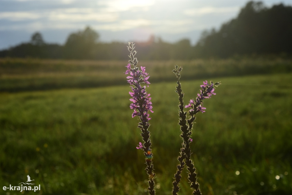 Rok piękna, zniszczenia i ocalenia