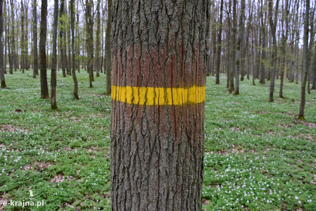 Rok piękna, zniszczenia i ocalenia
