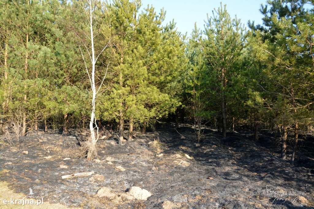 Pożar nasypu kolejowego w Sępólnie