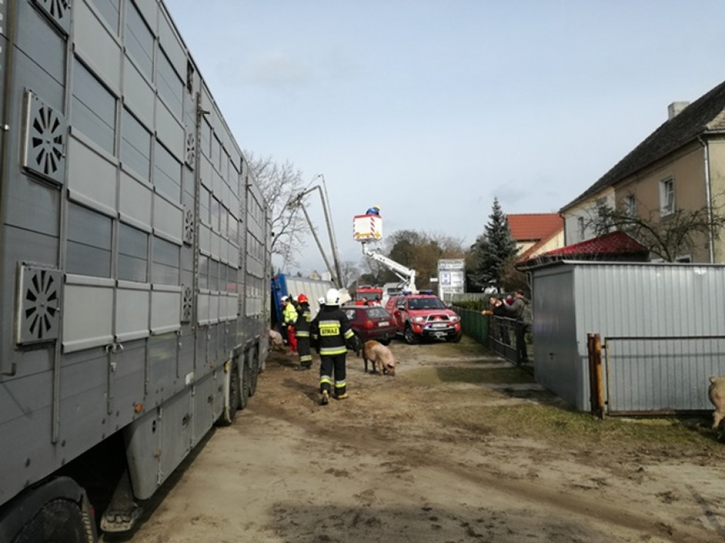 Jastrowie: Wypadek ciężarówki z tucznikami