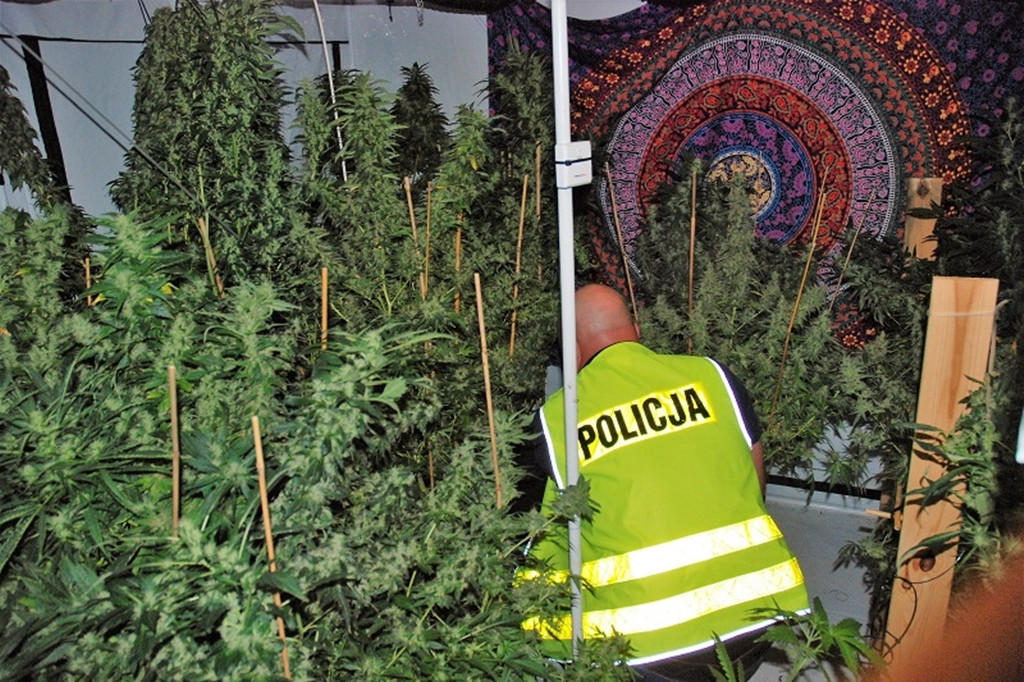 Zlikwidowali plantację marihuany