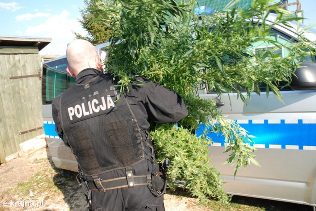 Zlikwidowali plantację marihuany