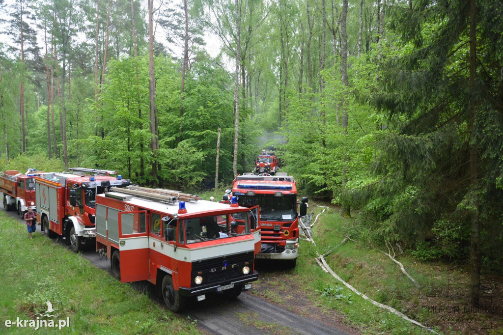 Krajeński Gaj 2019