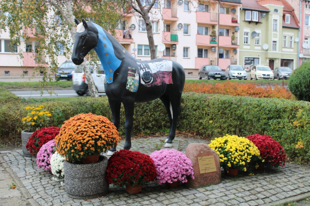 Jastrowie w chryzantemach