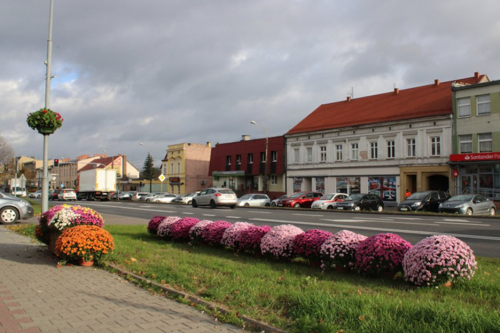 Jastrowie w chryzantemach