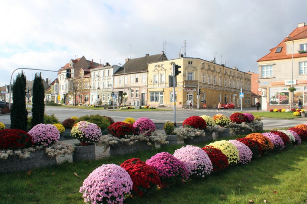 Jastrowie w chryzantemach