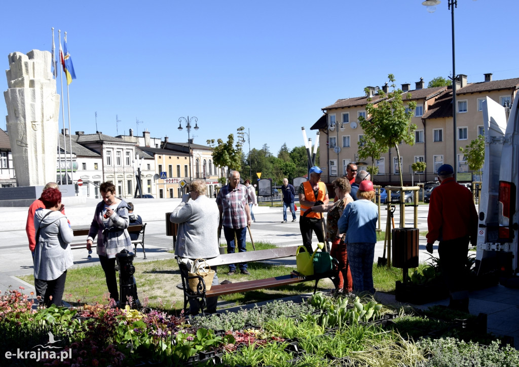 Sępólno: Plac Wolności w nowej kwiecistej sukience