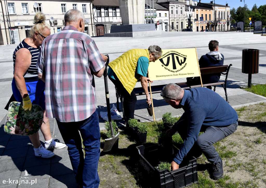 Sępólno: Plac Wolności w nowej kwiecistej sukience