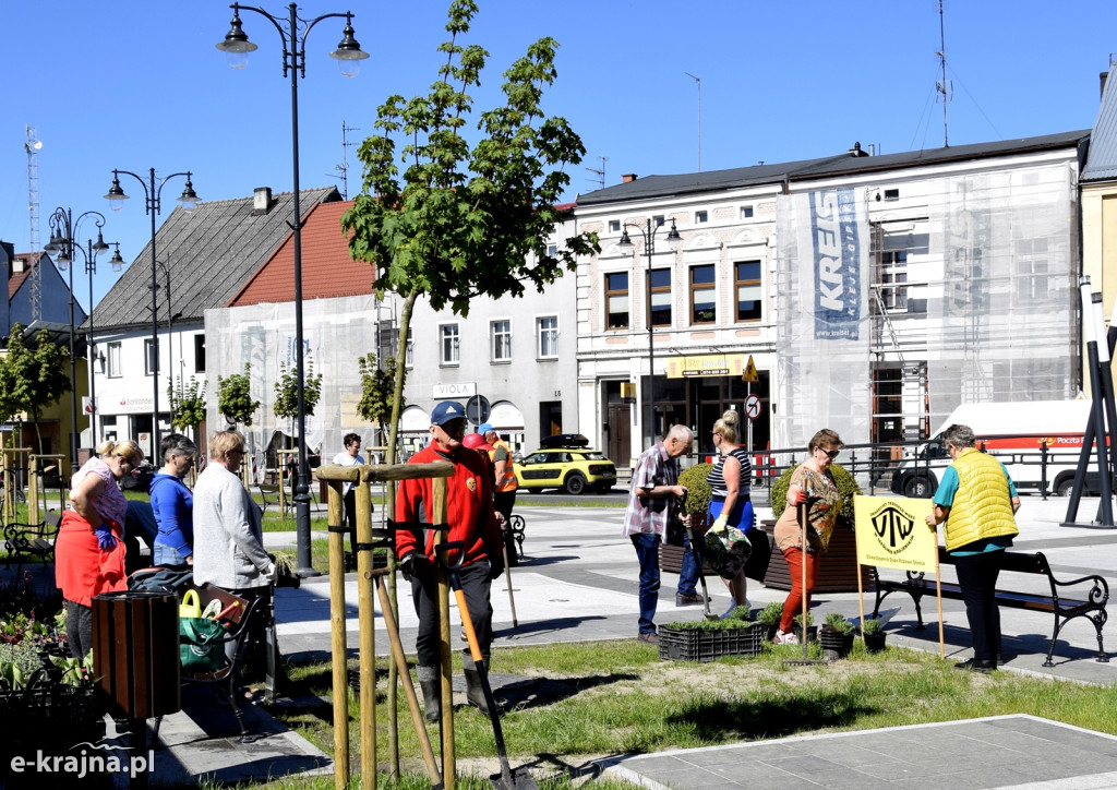 Sępólno: Plac Wolności w nowej kwiecistej sukience