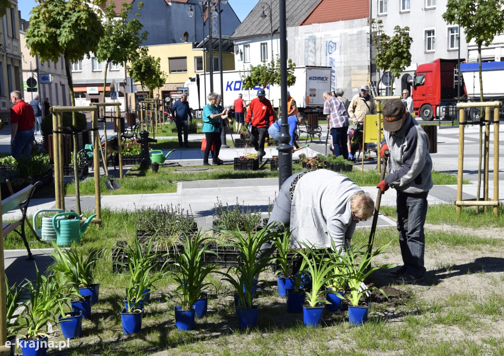 Sępólno: Plac Wolności w nowej kwiecistej sukience