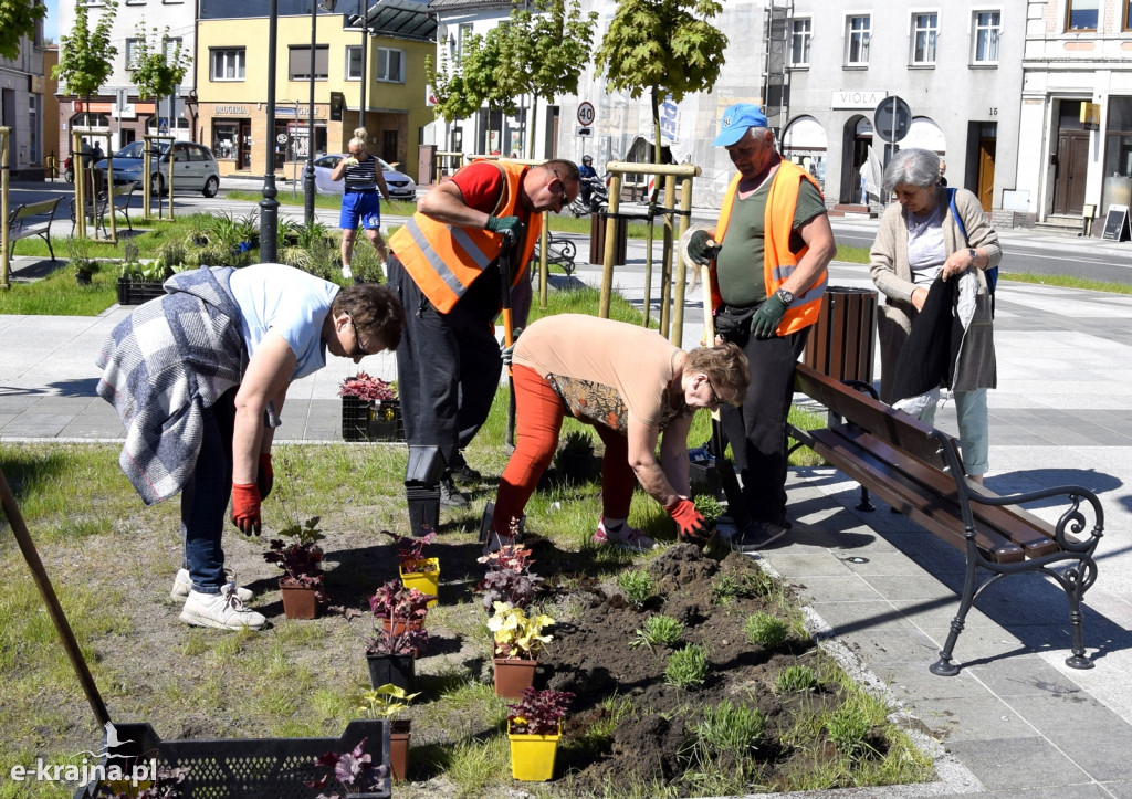 Sępólno: Plac Wolności w nowej kwiecistej sukience