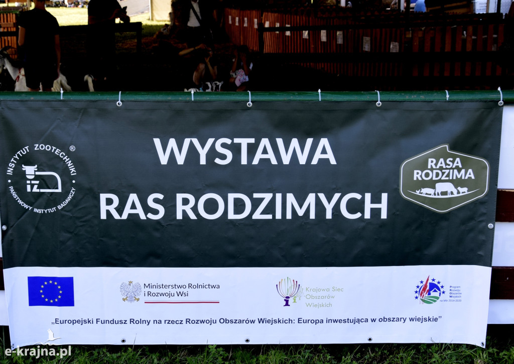 Regionalna Wystawa Ras Rodzimych i ocena bydła simentalskiego w Rudawce Rymanowskiej