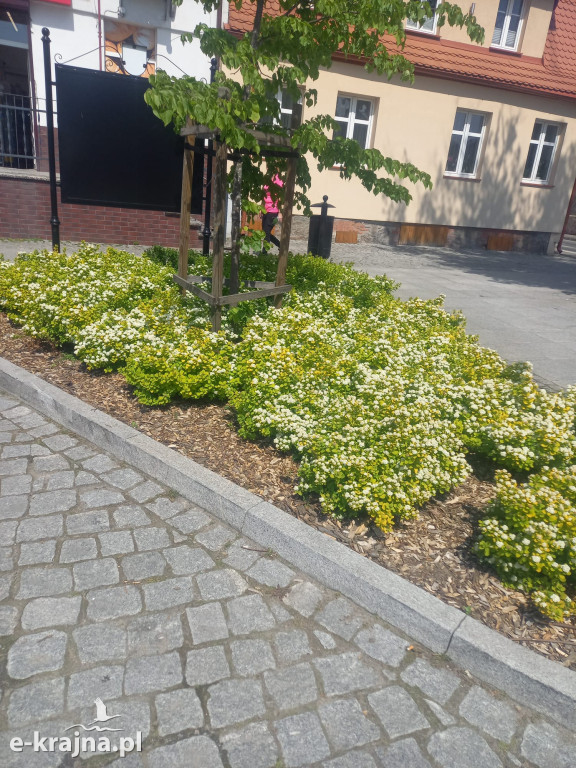 Zadbane skwery i zieleń w Łobżenicy!