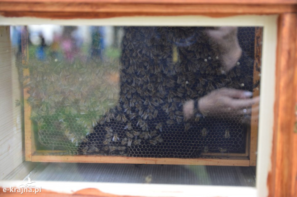 Otwarcie Pszczelego Zakątka w Krajence