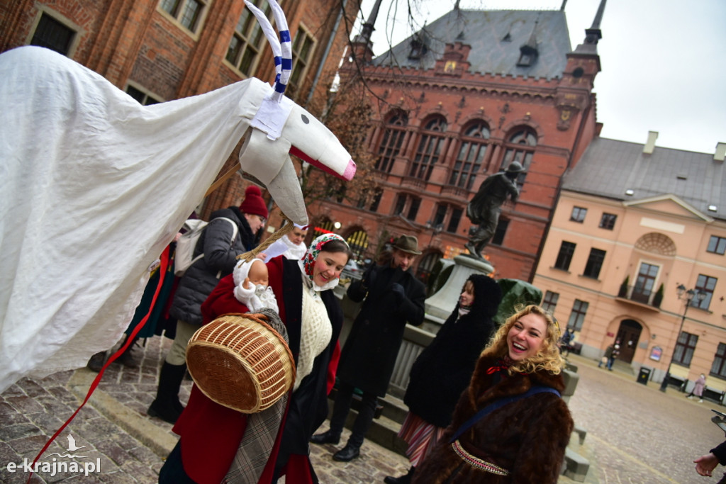 Kujawski pochód z kozą