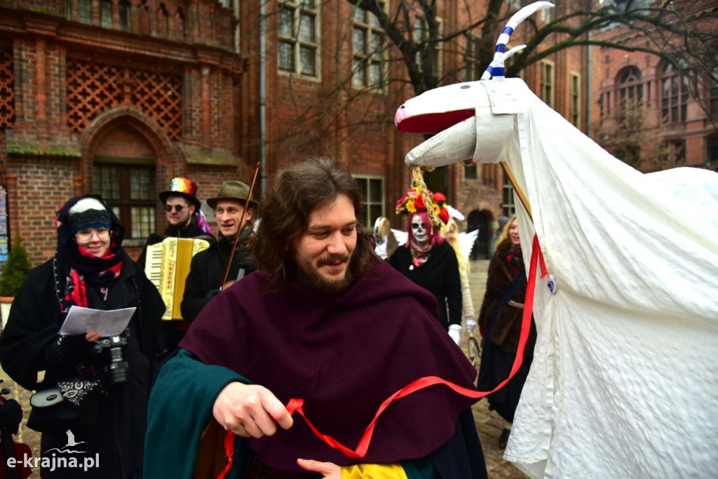 Kujawski pochód z kozą