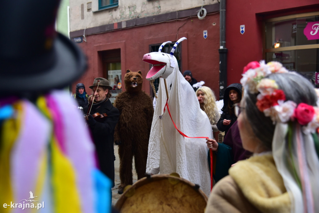 Kujawski pochód z kozą
