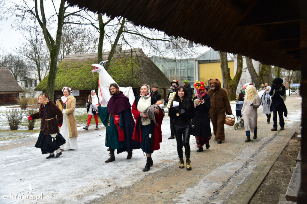 Kujawski pochód z kozą