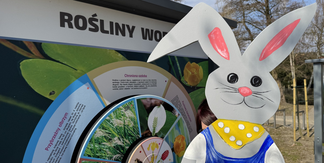 Uwaga! Zające przejmują gminę Krajenka