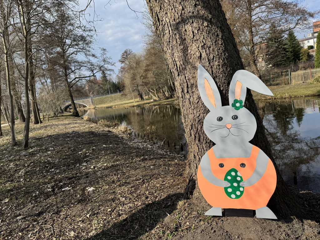 Uwaga! Zające przejmują gminę Krajenka