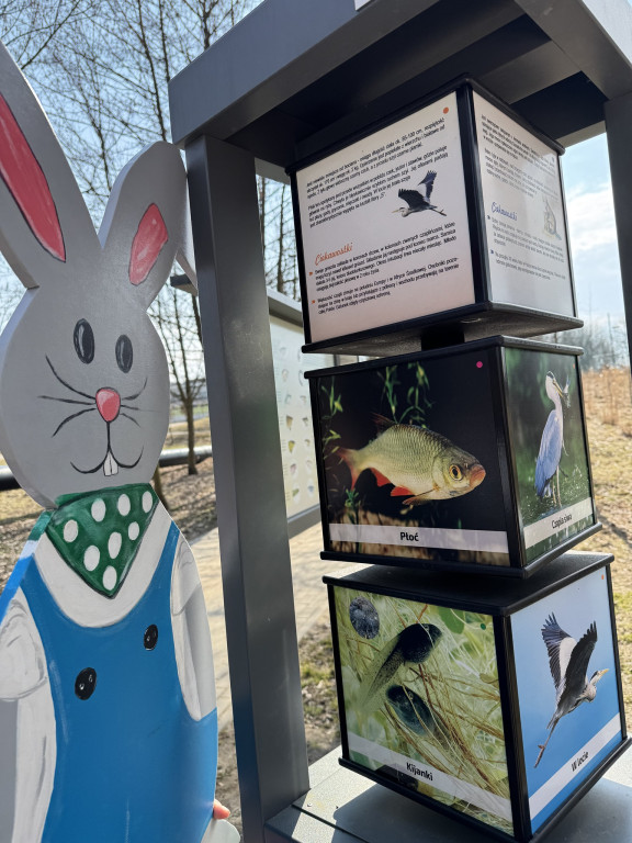 Uwaga! Zające przejmują gminę Krajenka