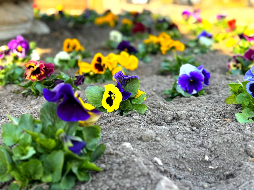 Łobżenica rozkwita na Wielkanoc. Sprawdź, jak zmieniła się gmina