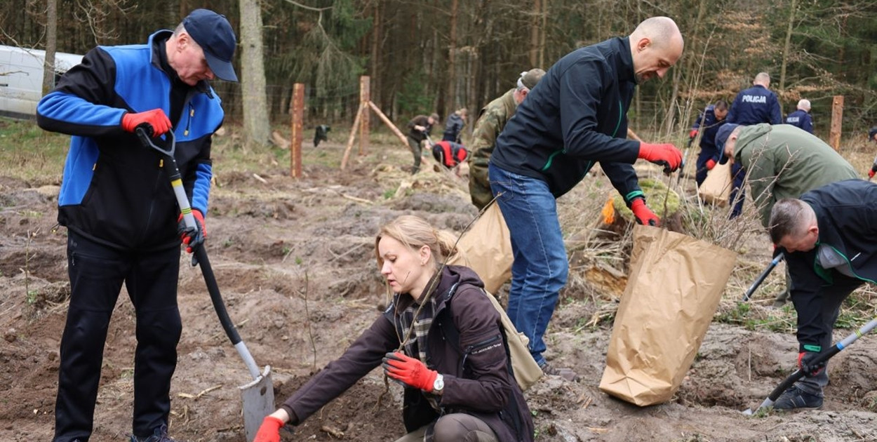 Sadzenie lasu w Leśnictwie Adamowo
