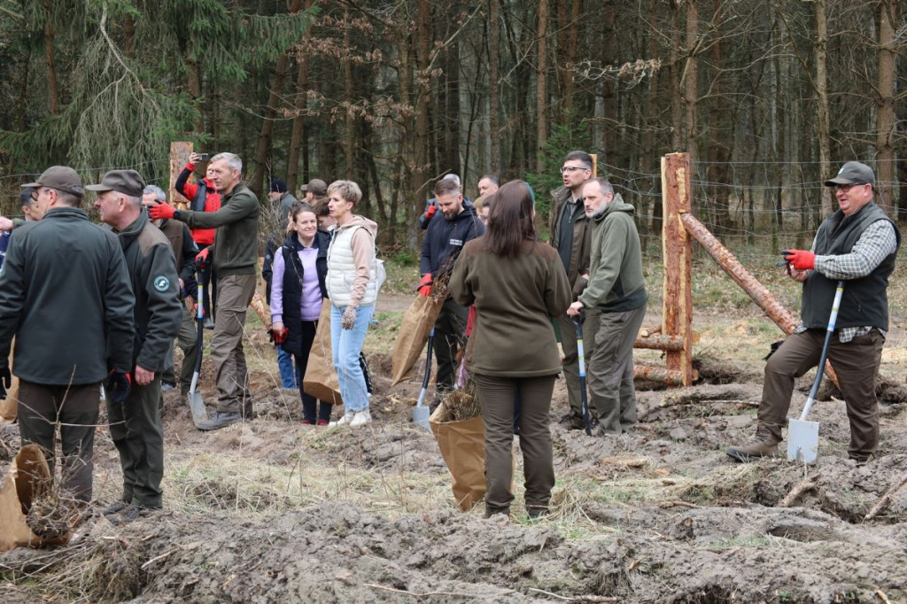 Sadzenie lasu w Leśnictwie Adamowo
