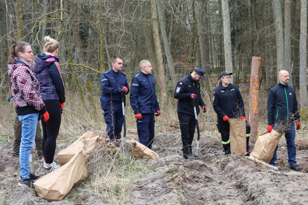 Sadzenie lasu w Leśnictwie Adamowo