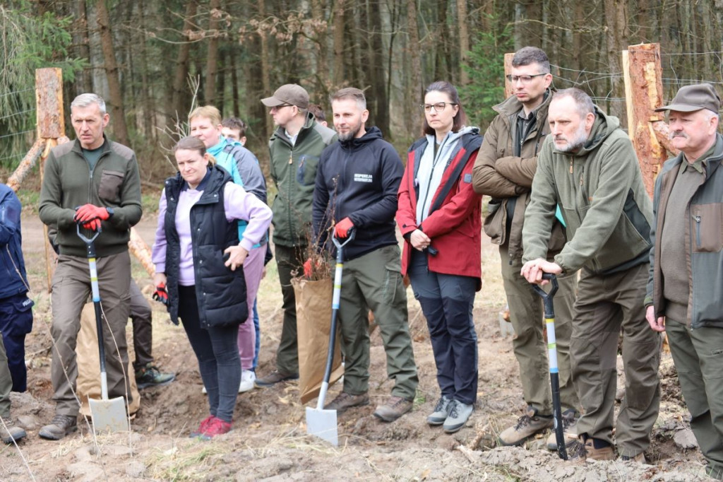 Sadzenie lasu w Leśnictwie Adamowo