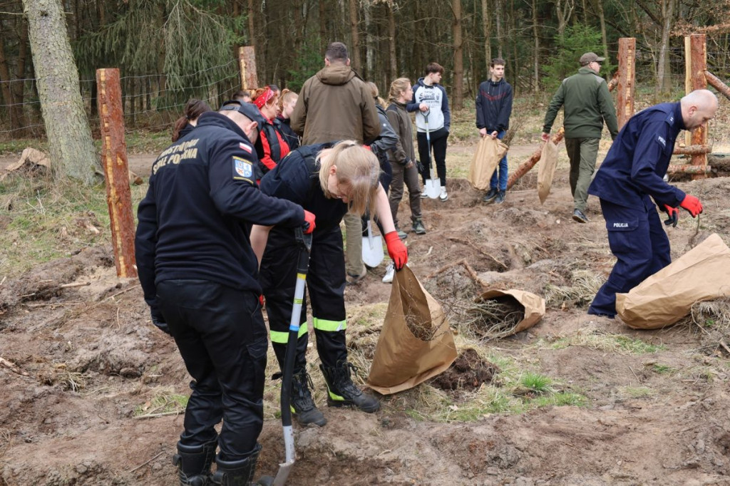 Sadzenie lasu w Leśnictwie Adamowo